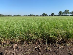 Fresh Quality Lawn Turf - Image 7