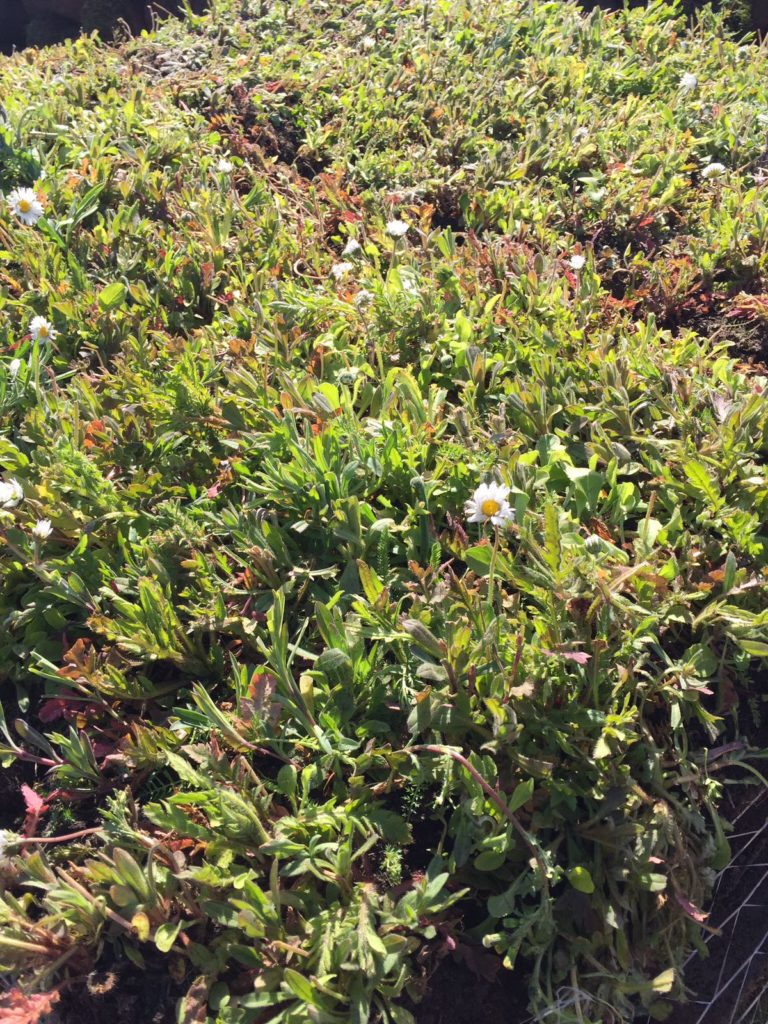 Wildflower Turf Bradley Lakes Turf